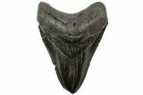 Fossil Megalodon Tooth - Feeding Worn Tip #311877-1